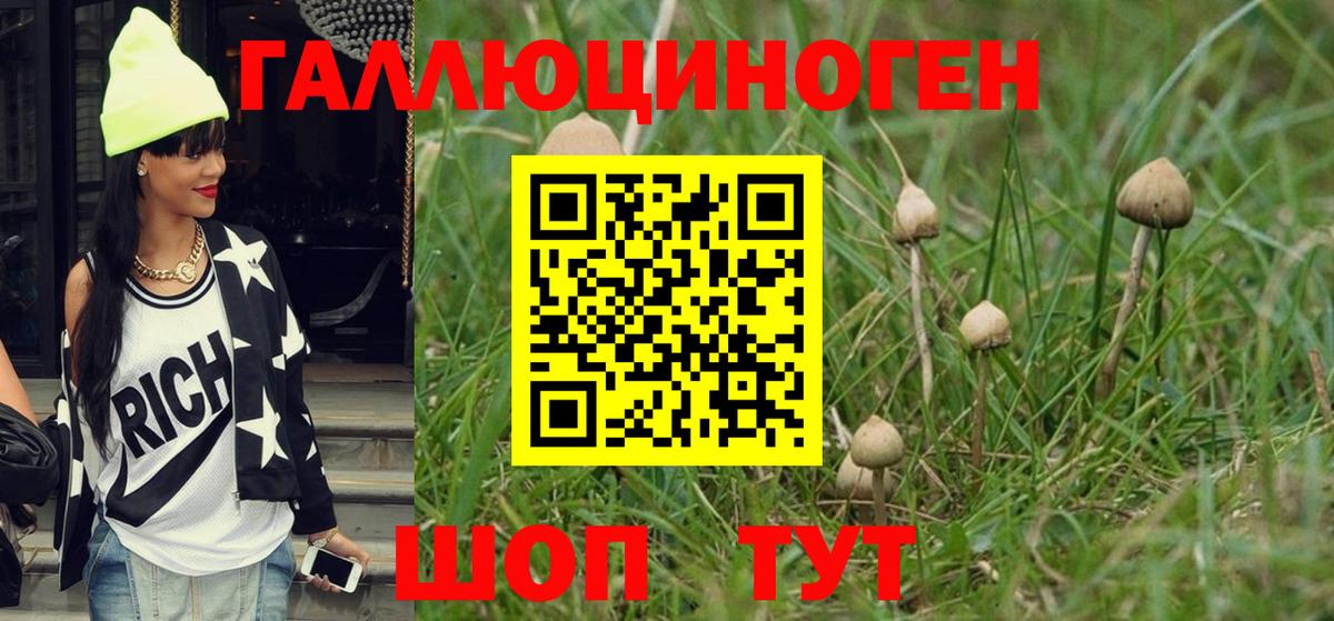 Галлюциногенные грибы Psilocybine cubensis Красноярск